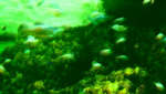 aaa003.jpg