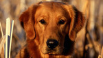 animal004.jpg